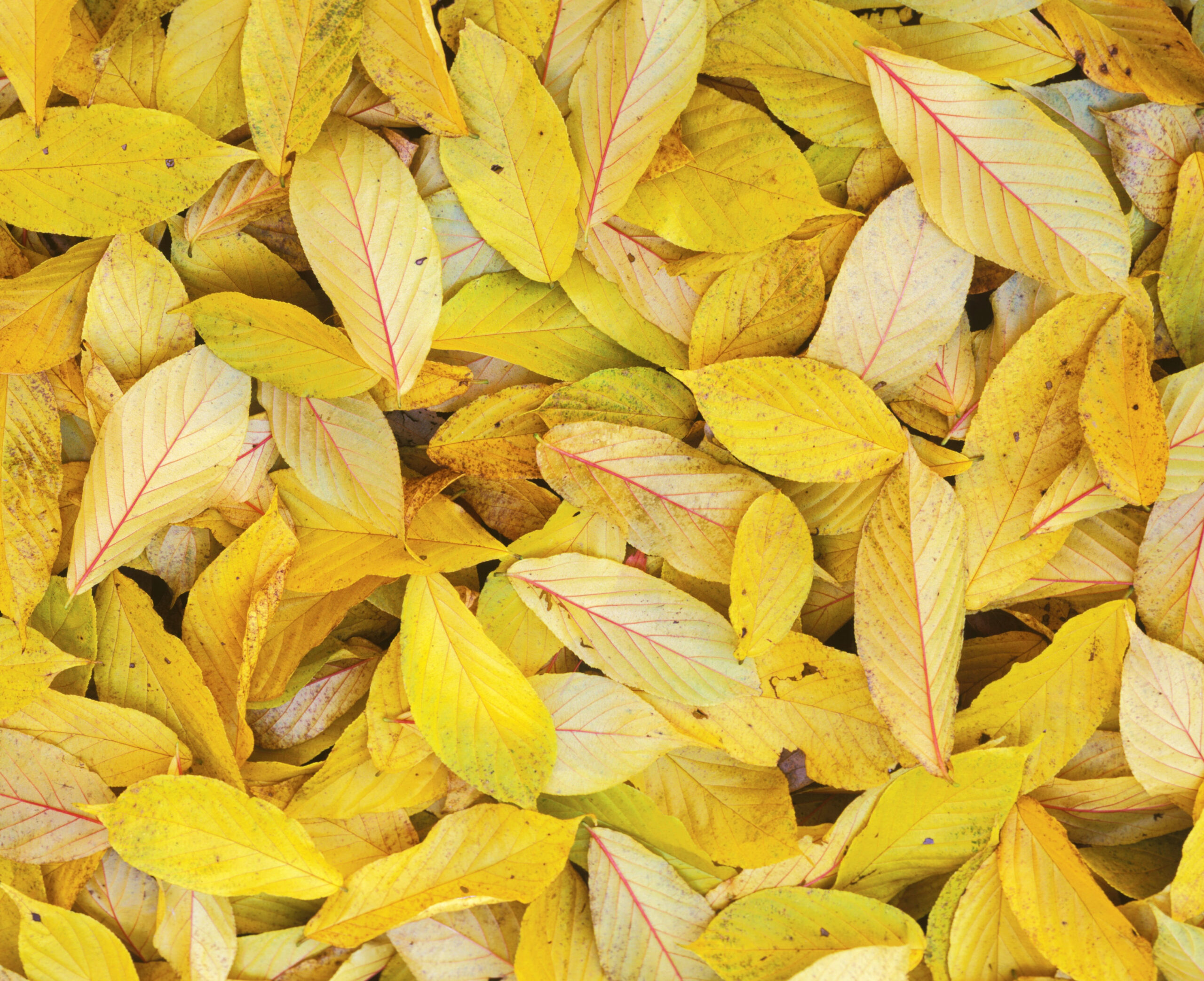 A picture of a pile of leaves