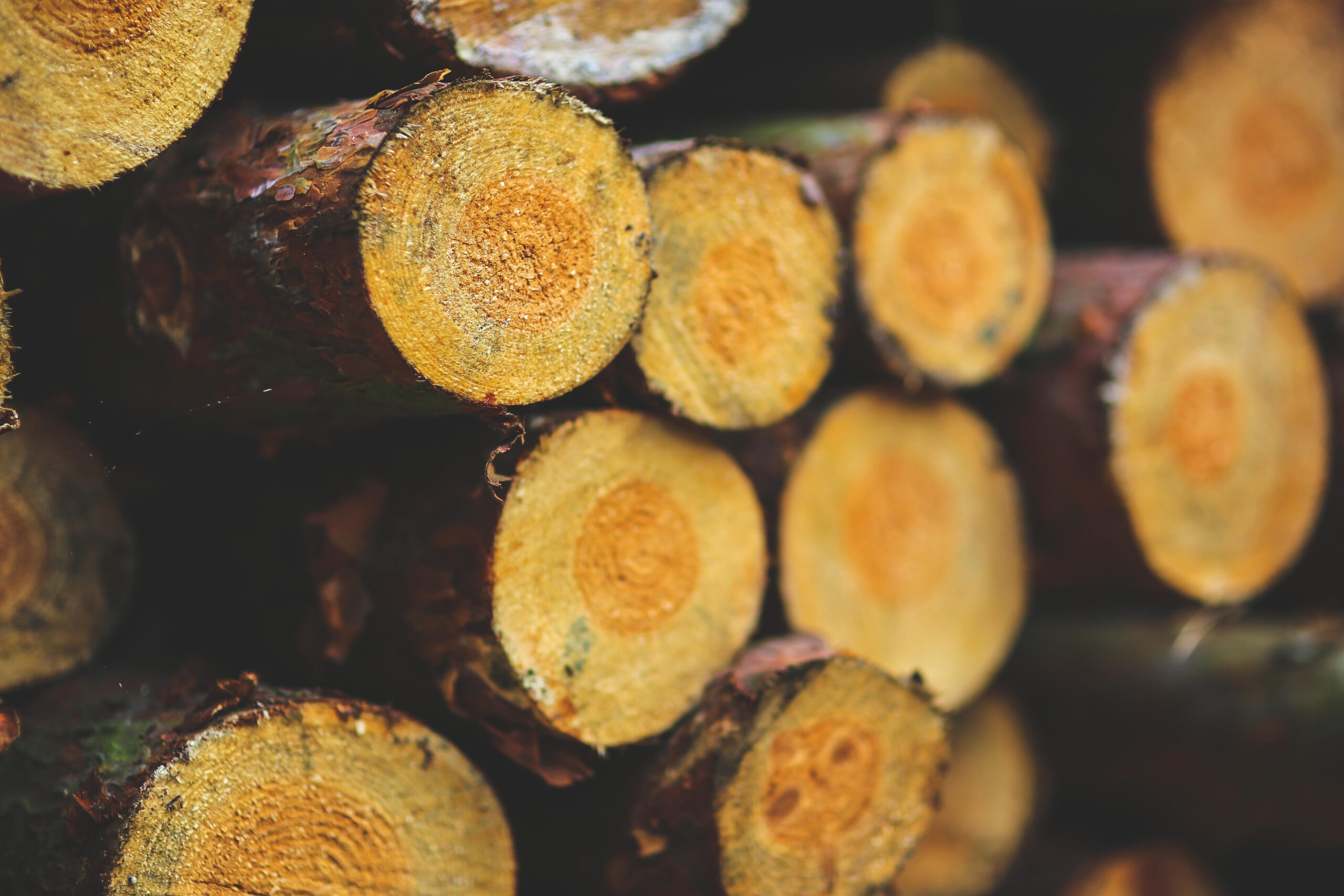 A picture of cut tree trunks